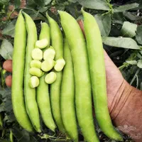 باقلی تازه چین دانه بزرگ