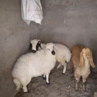 بز  پلنگی جوان وکره ماده ک۳۴۰|حیوانات مزرعه|رفسنجان, |دیوار