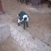 بره شیری ماک خورده|حیوانات مزرعه|جوادآباد, |دیوار