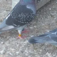 کبوتر مسافتی  عربستان