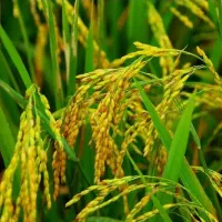 برنج محلی خوش پخت و خوش طعم  سورتینگ شده ضیغمی