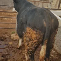 گوساله نر|حیوانات مزرعه|قیدار, |دیوار