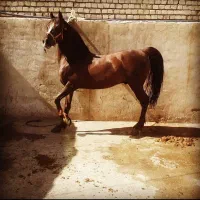 اسب مادیان شش دنگ