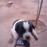 توله پاکوتا