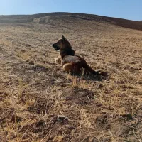سگ نگهبان|سگ|تبریز, |دیوار
