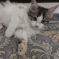 بچه گربه ایرانی|گربه|بومهن, |دیوار