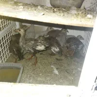جوجه مرغ شاخ دار جوجه طوقی