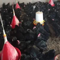 جوجه مرندی یکروزه اصیل|حیوانات مزرعه|تهران, بازار|دیوار