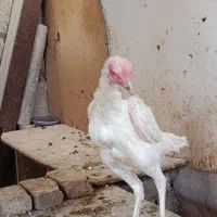 مرغ لاری اصل 6 عدد|حیوانات مزرعه|قرچک, زیبا شهر|دیوار