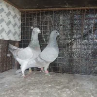 کفتر|پرنده|شیراز, گلشن|دیوار