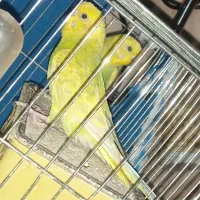 مرغ عشق نر مست آماده