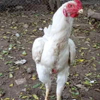 خروس لاری