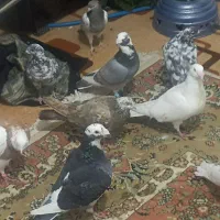 طوقی پلاکی|پرنده|شیراز, شهدای شهرک سعدی|دیوار