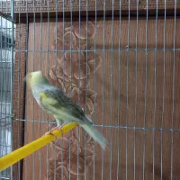 قناری لیزاد ماده ونر سوخته مست دونه ای ۱۵۰۰۰۰۰