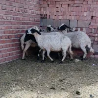 میش|حیوانات مزرعه|کرمان, |دیوار