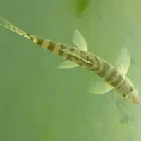 ماهی آکواریومی لوچ|ماهی|زابل, |دیوار