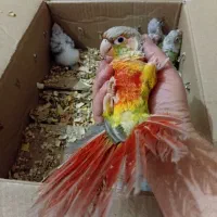 فروش جوجه گرینچیک سرلاکی