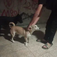 سگ پاکوتاه و نروماده|سگ|شیروان (خراسان), |دیوار