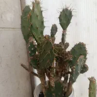 چند عدد کاکتوس و یک گل آفتاب