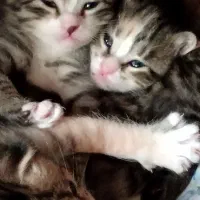 واگذاری گربه|گربه|دماوند, گیلاوند|دیوار