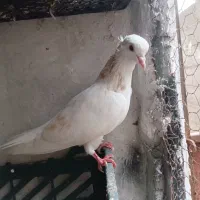 ۳عددکبوتر سرور و طوقی نر|پرنده|لنگرود, |دیوار
