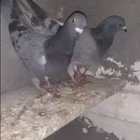 کبوتر|پرنده|کرمانشاه, |دیوار