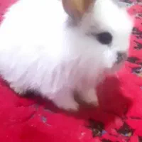 خرگوش لوپ|موش و خرگوش|سبزوار, چهارراه فرودگاه|دیوار