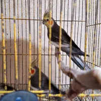 طوطی عروس هلندی|پرنده|رشت, اسماعیل آباد|دیوار