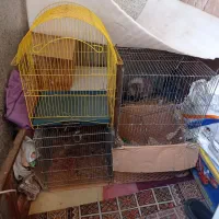 قفس فنچ.مرغ عشق یا قناری