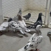 پرنده فروشی عمو حمید|پرنده|شیروان (خراسان), |دیوار