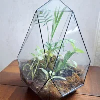 گلدان تراریوم