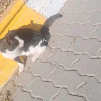 گربه|گربه|اردبیل, |دیوار