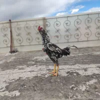 خروس لاری چیل ریشو دانگ بالا