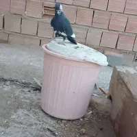 نر پلنگ کلایی
