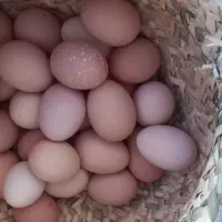 تخم مرغ گیل نطفه صدرصد... ورق بزن