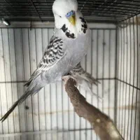 مرغ عشق انگلیسی گرید بالا