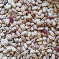 لوبیا چیتی