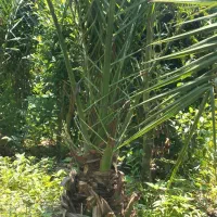 فونیکس زمینی