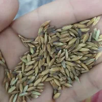شلتوک|خدمات باغبانی و درختکاری|حمیدیه, |دیوار