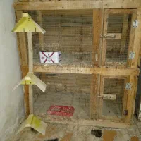 قفس جفتگاه ونشیمنگاه کبوتر