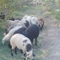 گوسفند میش جوان رفسنجون|حیوانات مزرعه|رفسنجان, |دیوار