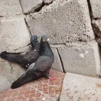 یک جفت کفتر فروشی