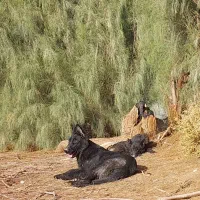 ژرمن بلک