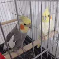 یک جفت عروس هلندی مولد