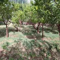 ۶۵۰ متر باغچه در جابان دماوند