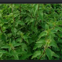 گزنه داروی گیاهی دالاما