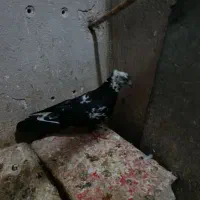 کفتر