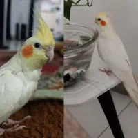 گمشده . عروس هلندی (توضیحات دارد)