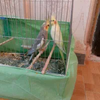 عروس هلندی|پرنده|فردیس, شهرک ارم|دیوار