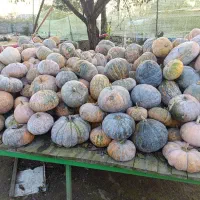 کویی محلی کیلویی 20تومن|خوردنی و آشامیدنی|بندر انزلی, چهارفریضه|دیوار